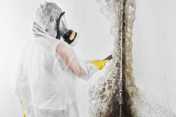 Best Emergency Mold Removal  in Washington, NC