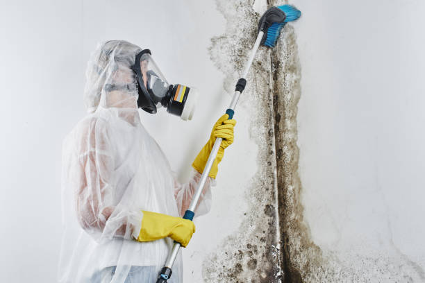 Washington, NC Mold Removal Company
