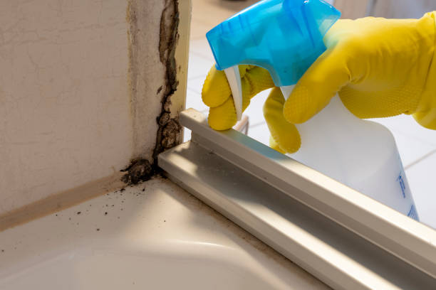 Best Mold Removal Company Near Me  in Washington, NC
