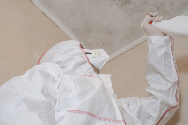 Best Best Mold Removal Companies  in Washington, NC