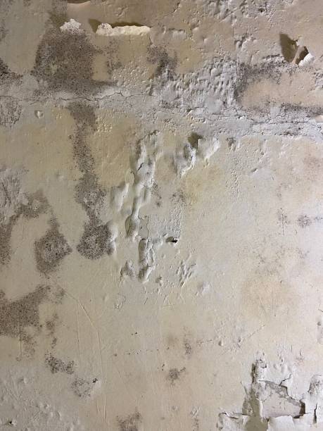 Best Mold Testing and Removal  in Washington, NC
