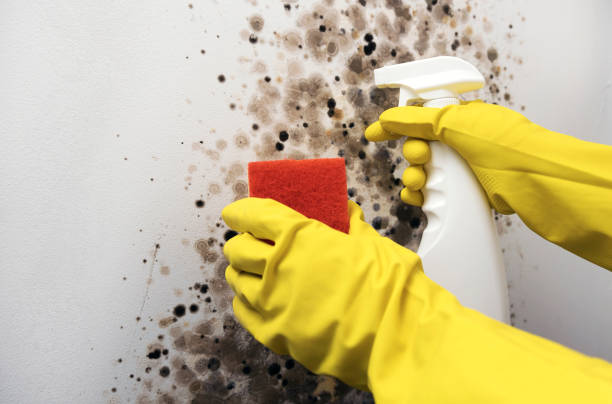 Best Affordable Mold Removal  in Washington, NC