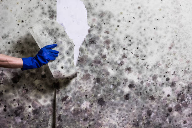 Best Certified Mold Removal  in Washington, NC