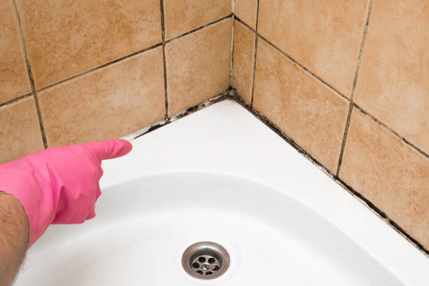 Best Black Mold Removal  in Washington, NC